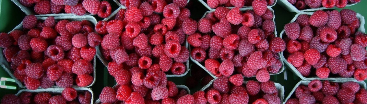 Малина сорт кижуч описание. . Малина сорт кижуч описание фото. Малина сорт кижуч описание-. картинка Малина сорт кижуч описание. картинка . Малину сорта Киржач садоводы называют гордостью своей коллекции. В саду растение заметно среди других кустов малины: веточки обильно усыпаны ягодами. Красные, манящие к себе, налившиеся вкусным соком. Хоть малина сорта Киржач распространяет и немного аромата, — просто издали он теряется среди других садовых запахов, но вблизи чувствуется роскошный букет лесной малины. На кусте множество ягодок: одни уже спелые, другие — только окрашенные слабым розовым светом утренней зари, а за ними видны еще маленькие – зеленоватые, но уже с оттенком будущего великолепия.
