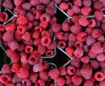 Малина Киржач: характеристика, особливості вирощування