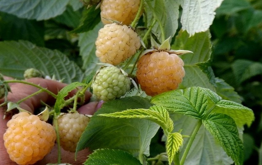 Малина Золотые Купола Купить