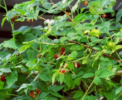 Способи позбавлення від малини на ділянці