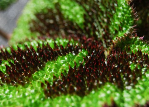 Бегонія месона: опис, особливості догляду та розмноження в домашніх умовах