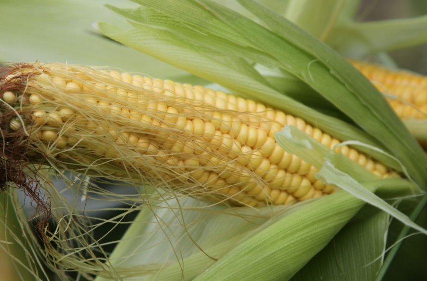 Аграрії Вінницької області перевиконали план по посіву проса