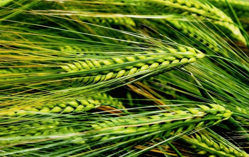 Аграрії Вінницької області перевиконали план по посіву проса