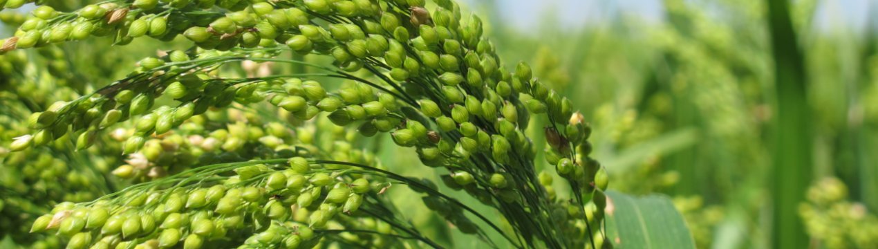 Аграрії Вінницької області перевиконали план по посіву проса