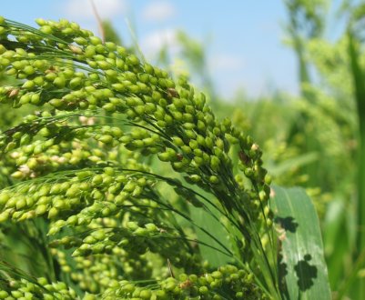 Аграрії Вінницької області перевиконали план по посіву проса