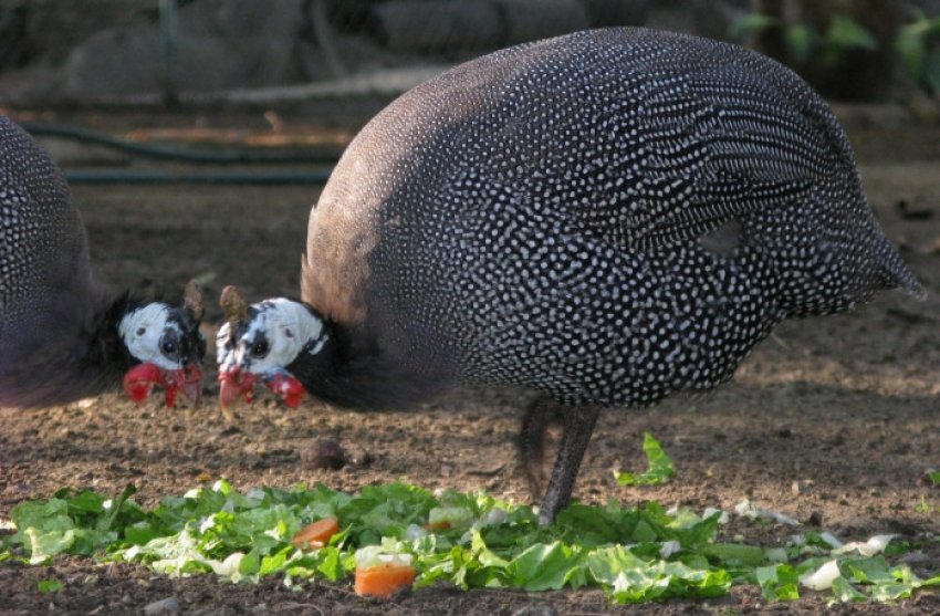 Раціон цесарки