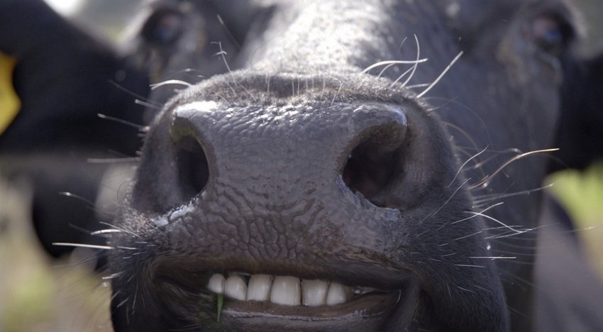 Зубы коровы