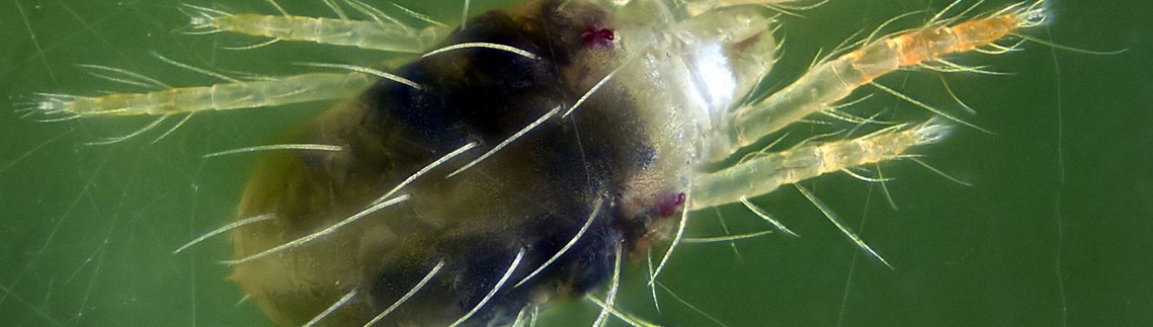 Українські аграрії намагаються відвоювати урожай сої у павутинного кліща