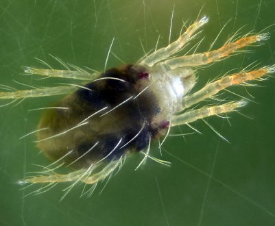 Українські аграрії намагаються відвоювати урожай сої у павутинного кліща