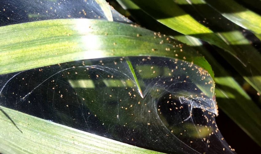 Українські аграрії намагаються відвоювати урожай сої у павутинного кліща