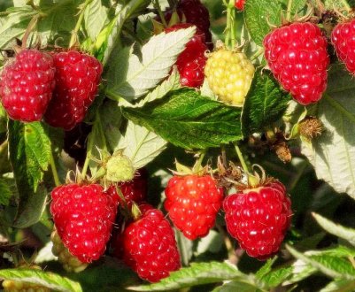 Середньостигла ремонтантна малина Уклін Казакову — зовнішній вигляд