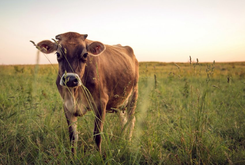 В Ульяновських стійлах обживаються рогаті «фройляйн» В Ульяновських стійлах обживаються рогаті «фройляйн»