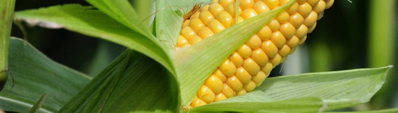 Приморські аграрії за рік вийшли в «кукурудзяний плюс»