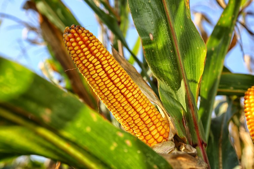 Приморські аграрії за рік вийшли в «кукурудзяний плюс» Приморські аграрії за рік вийшли в «кукурудзяний плюс»