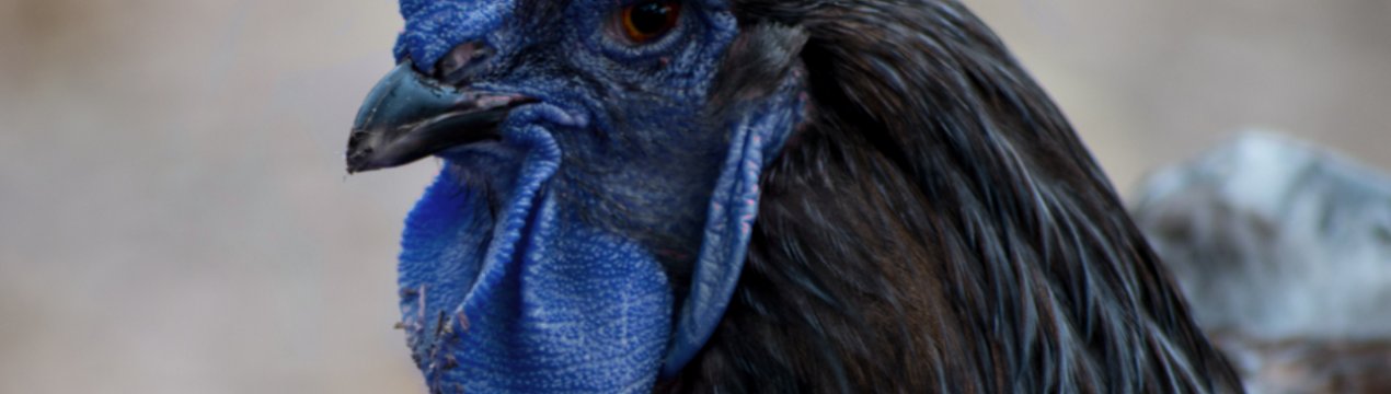 Фермер із Запоріжжя вирощує незвичайних чорних і блакитних курей