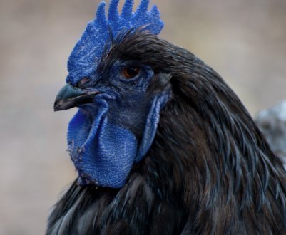 Фермер із Запоріжжя вирощує незвичайних чорних і блакитних курей