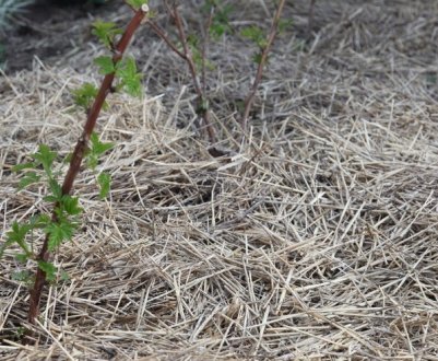 Як мульчувати малину