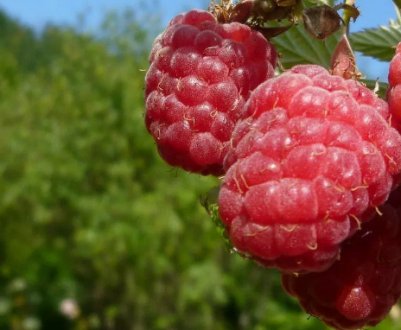 Малина сорту Еріка: характеристика, особливості агротехніки