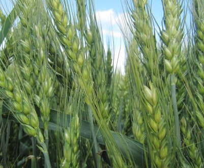 Російські землероби перевиконують план ярий