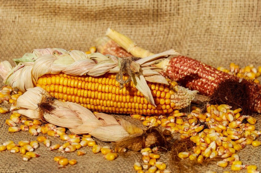 Російські землероби перевиконують ярої план Російські землероби перевиконують ярої план