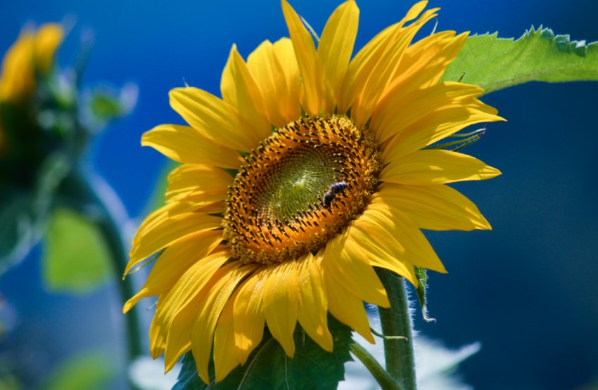 Російські землероби перевиконують ярої план Російські землероби перевиконують ярої план