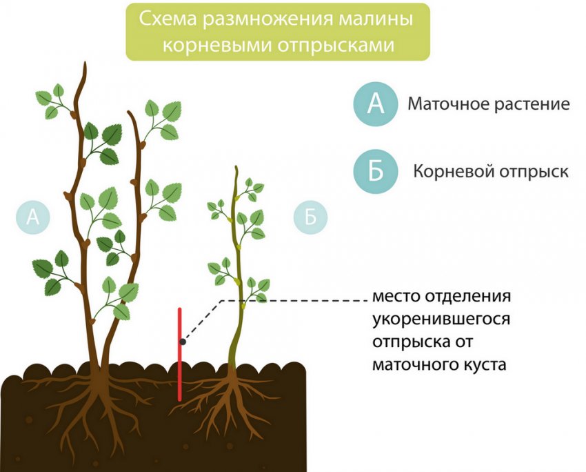 Схема подкормок малины по фазам вегетации