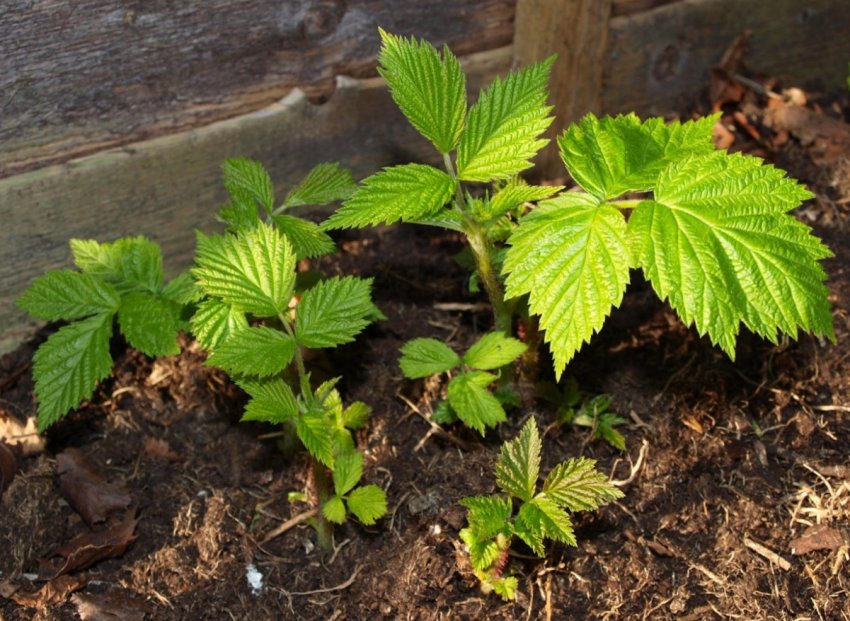 Розмноження малини крапивкой