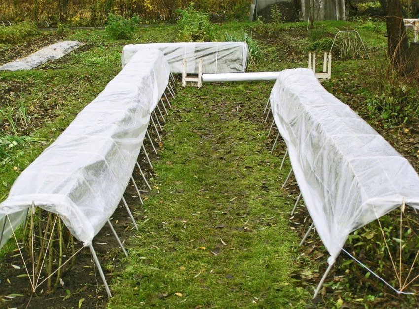 Зимівля малини Терентій