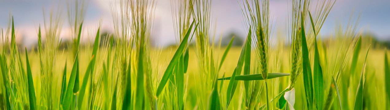 В південних регіонах України починається збір врожаю озимих ячменю та пшениці