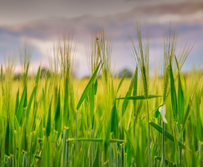 В південних регіонах України починається збір врожаю озимих ячменю та пшениці 