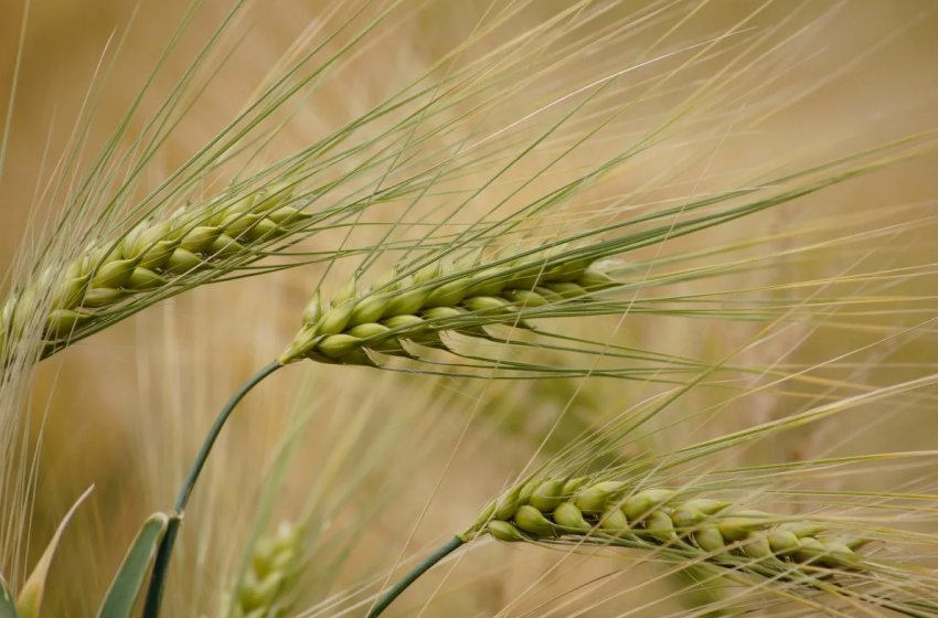 В південних регіонах України починається збір врожаю озимих ячменю та пшениці В південних регіонах України починається збір врожаю озимих ячменю та пшениці