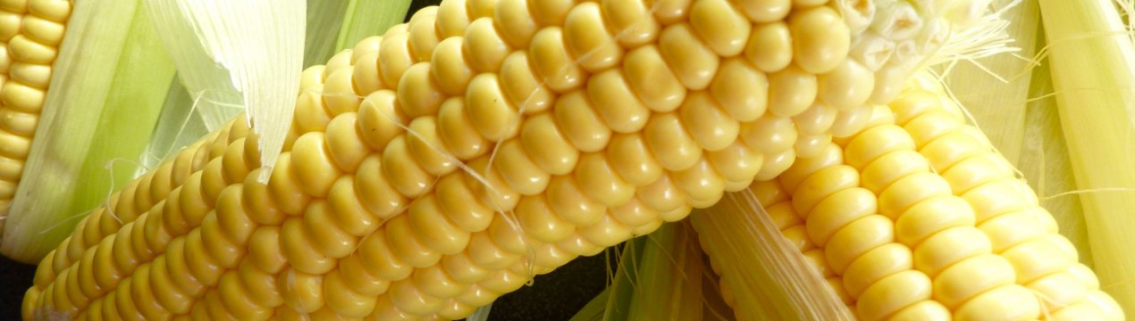 У США погодні біди підвищують ціни на кукурудзу