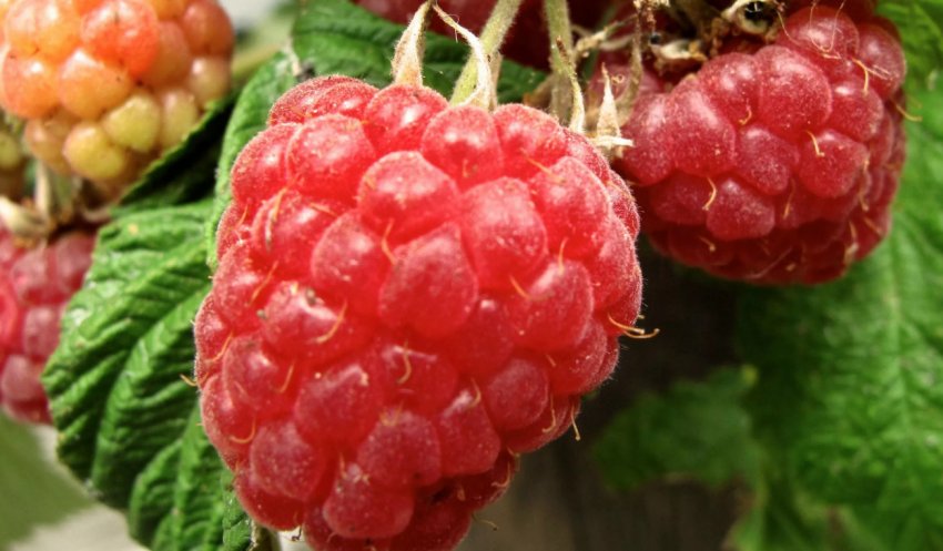 Малина Аврора Малина Аврора