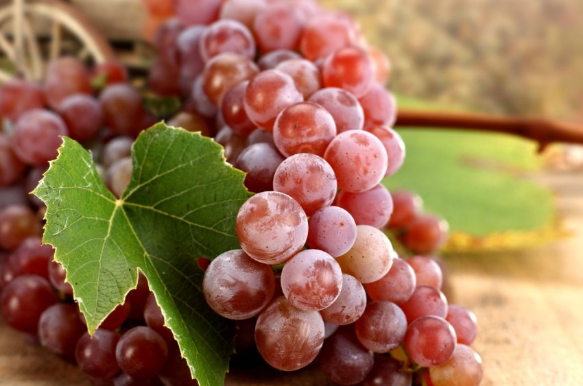 Виноградники Півдня України перебувають в гарному стані. Виноградники Півдня України перебувають в гарному стані.