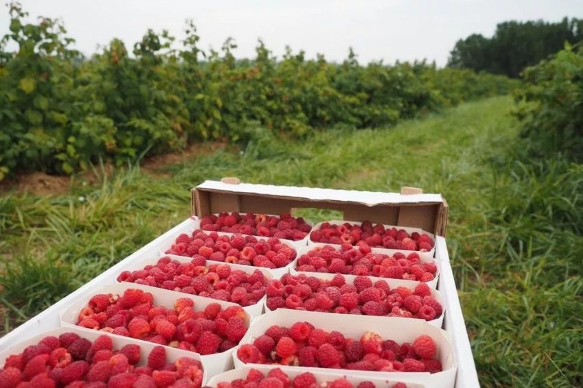 Малина Аврора Малина Аврора