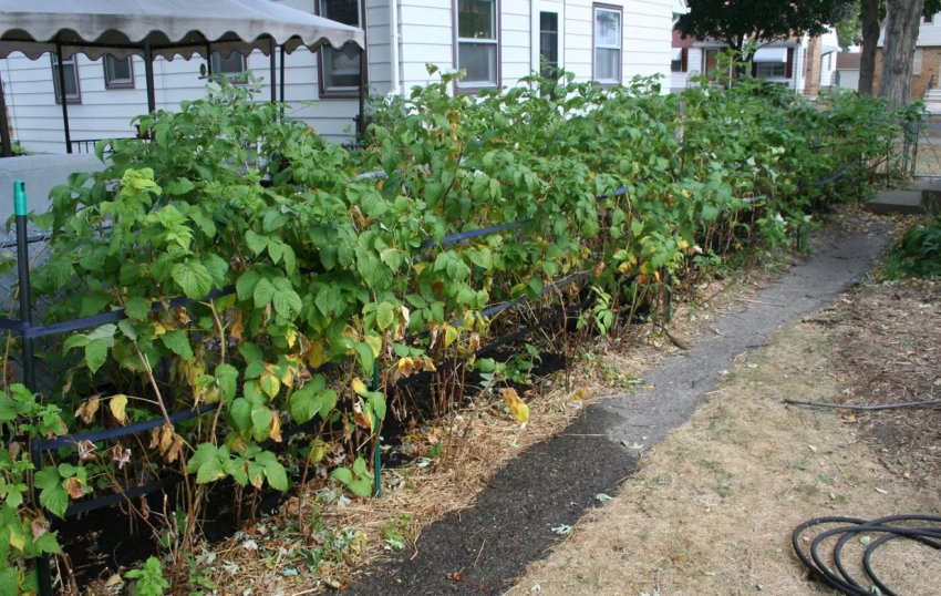 Малина Аврора Малина Аврора