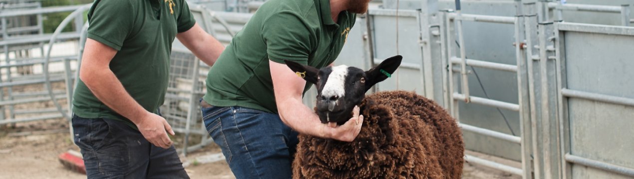 В Ірландії десятки тисяч фермерів стикаються з «серйозною бідністю»