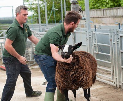 В Ірландії десятки тисяч фермерів стикаються з «серйозною бідністю»