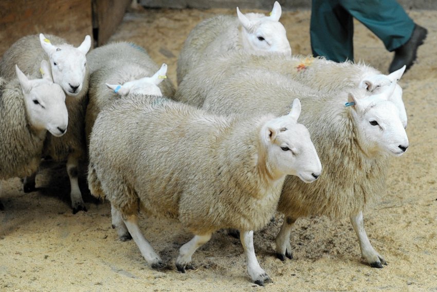 В Ірландії десятки тисяч фермерів стикаються з «серйозною бідністю»