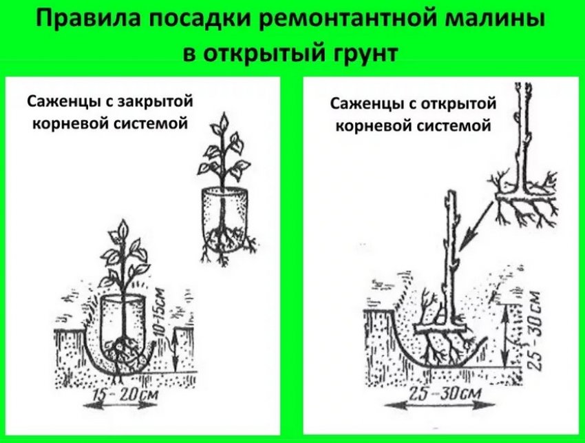 Посадка ремонтантної малини Посадка ремонтантної малини