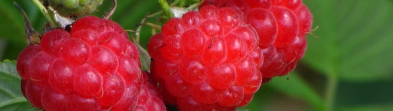 Малина крупноплодная сорта солнышко. . Малина крупноплодная сорта солнышко фото. Малина крупноплодная сорта солнышко-. картинка Малина крупноплодная сорта солнышко. картинка . Добавить в избранное