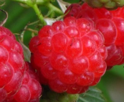 Сорт малини Сонечко: переваги і недоліки, показники врожайності