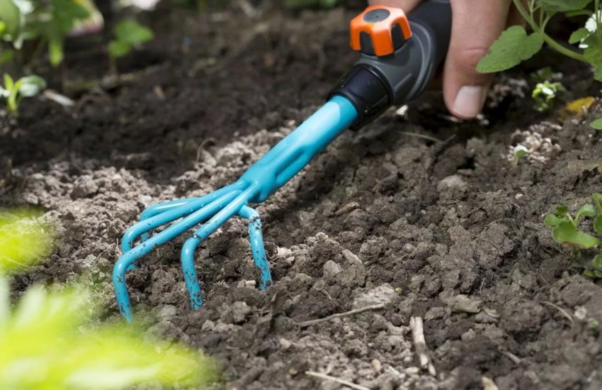 Розпушування малини Розпушування малини