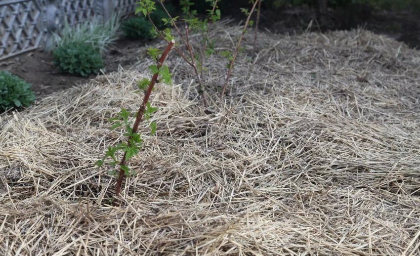 Мульчування малини Мульчування малини