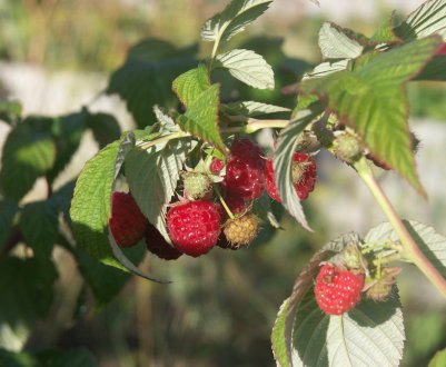Малина сорту Бабине літо: характеристика, особливості вирощування