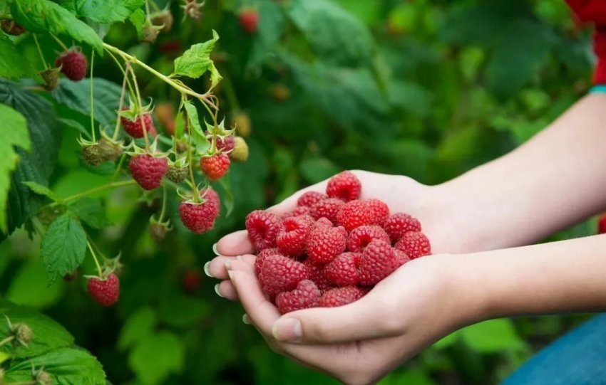 Збір врожаю малини Збір врожаю малини