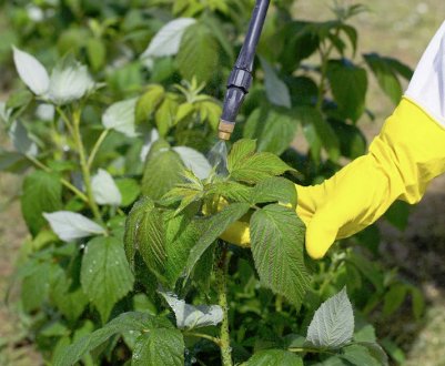 Як підгодувати малину навесні, щоб був гарний урожай