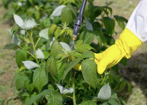 Як підгодувати малину навесні, щоб був гарний урожай