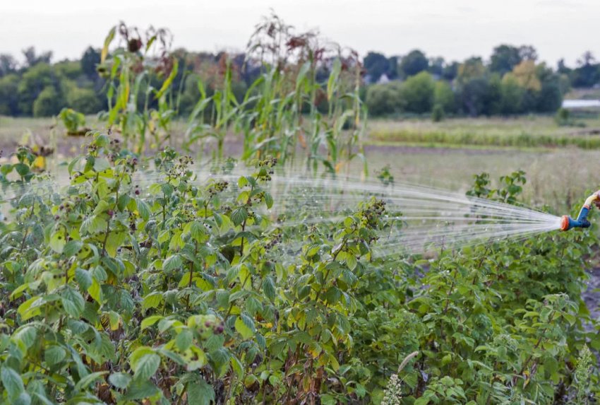 Полив малини Полив малини