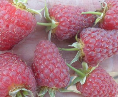 Особливості малини сорту Тадмор